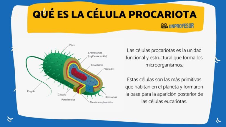 Célula procariota: definición y características