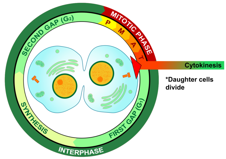 Citocinesis: La clave para la división celular eficiente