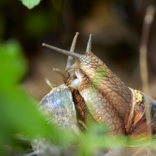 Cómo se reproducen los caracoles: Todo lo que necesitas saber