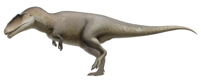 Descubre el fascinante mundo del Carcharodontosaurus