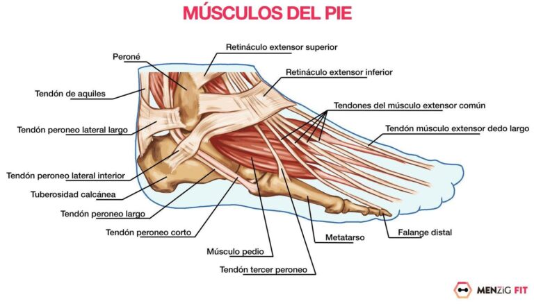 Descubre la anatomía de los músculos del pie: Guía completa