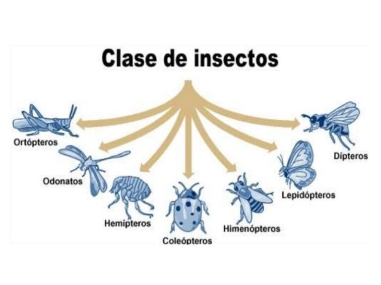 Descubre la fascinante clasificación de los insectos en detalle