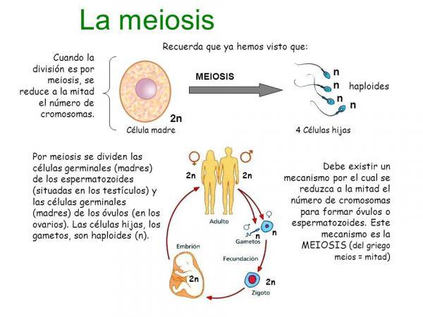 Descubre la Importancia Vital de la Meiosis en la Reproducción Celular
