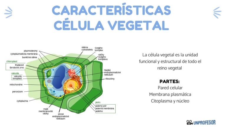 Descubre las Fascinantes Características de la Célula Vegetal