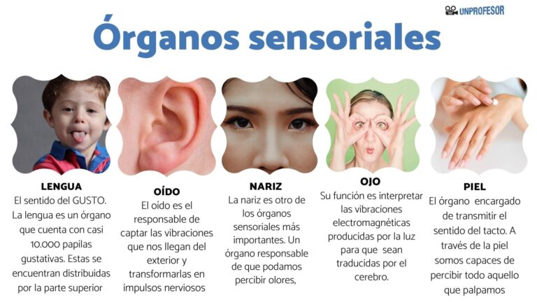 Descubre las partes esenciales de los órganos sensoriales