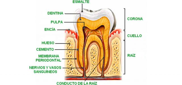 Descubre las partes esenciales de tus dientes: Guía completa