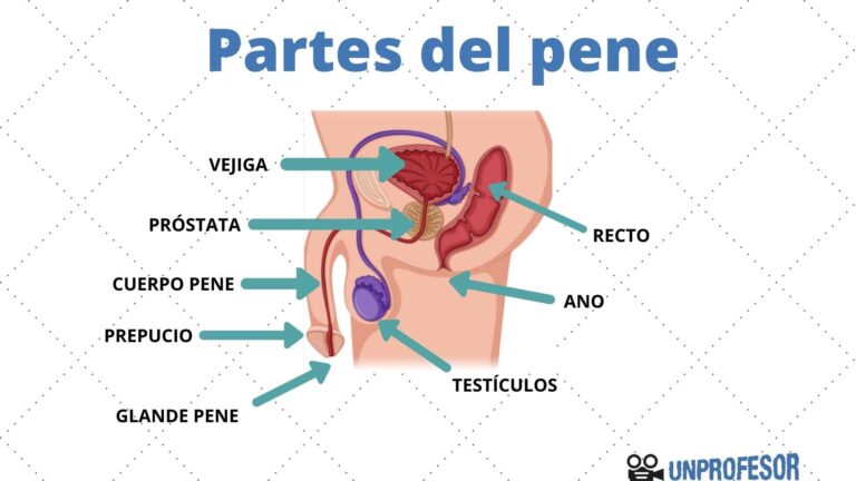Descubre las partes esenciales del pene: guía completa