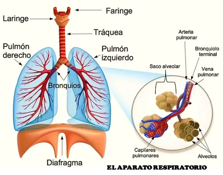 Descubre las partes y funciones del sistema respiratorio: Guía completa