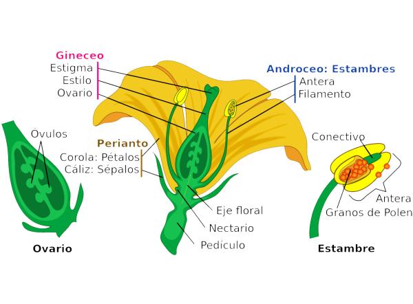 Descubre las partes y funciones esenciales de una flor
