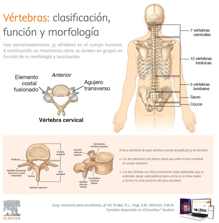 Descubre los diferentes tipos de vértebras en el cuerpo humano