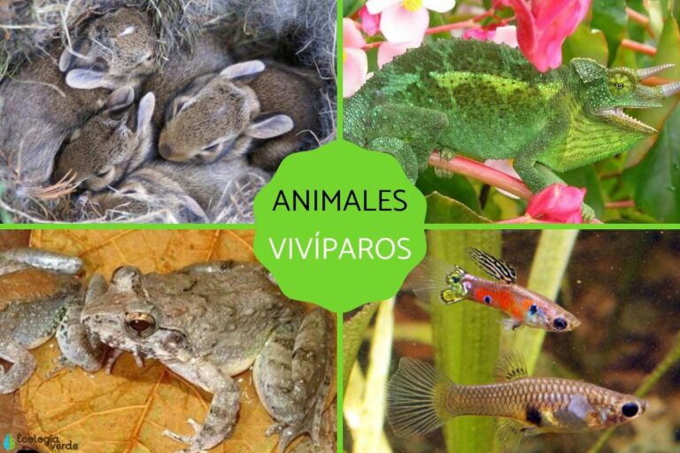 Descubre los fascinantes animales vivíparos: ejemplos y características