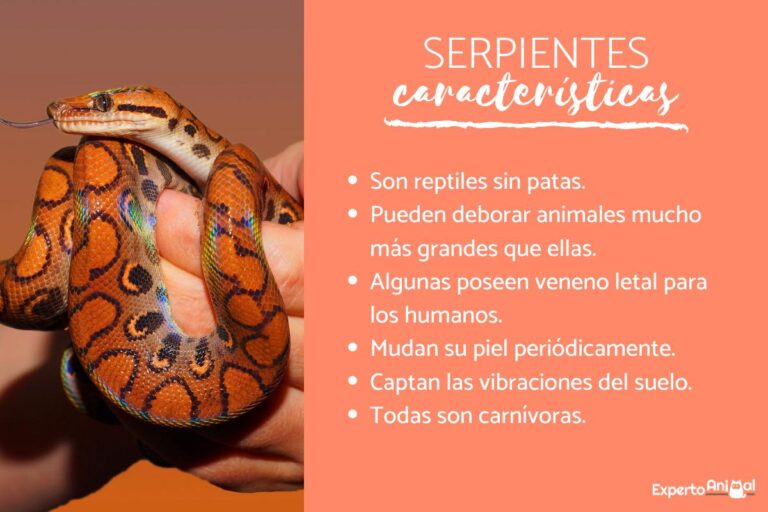 Descubre los fascinantes tipos y características de serpientes