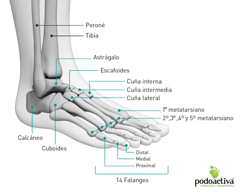 Descubre los nombres de las partes del pie y los huesos en este completo tutorial