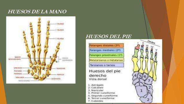 Descubre los nombres de los huesos de mano y pie en minutos