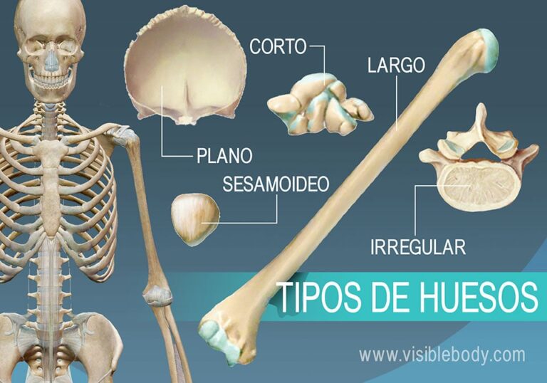 Descubre los tipos de huesos en el cuerpo humano