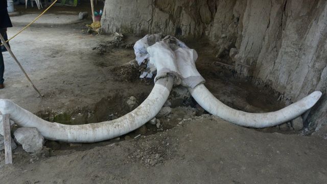 Descubriendo la historia de los mamuts a través de las herramientas de arqueología en México