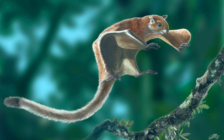 Descubrimiento de la ardilla voladora gigante: Miopetaurista neogrivensis