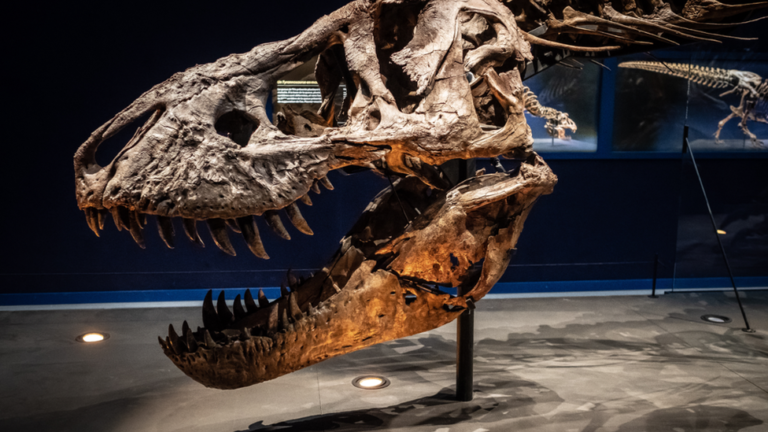 Descubrimientos de fósiles de dinosaurios en China: una ventana al pasado