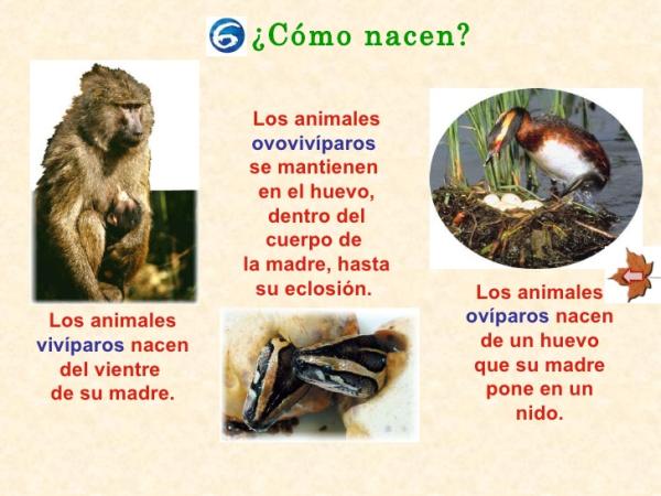 Diferencias entre animales vivíparos, ovíparos y ovovivíparos: Guía completa
