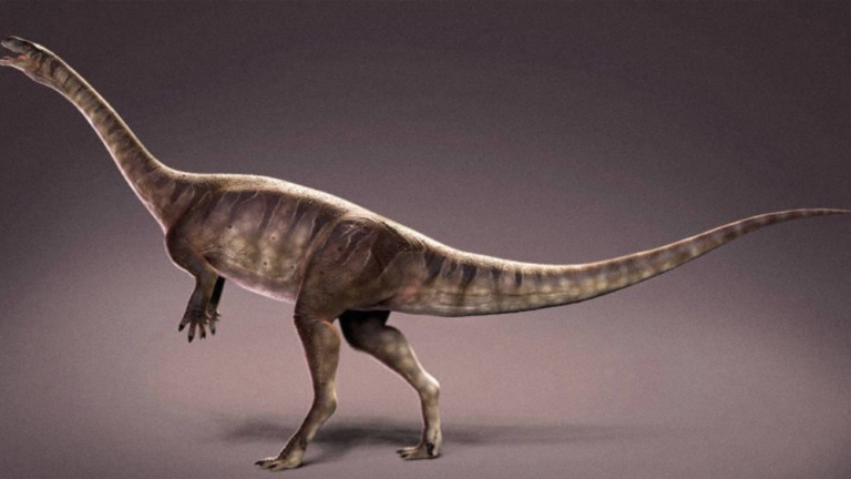 El dinosaurio de cuello largo más antiguo del mundo: Macrocollum itaquii