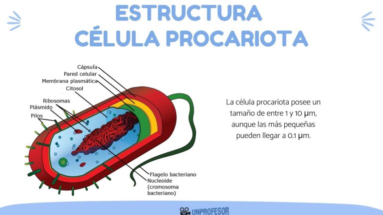 Estructura de la célula procariota: Descubre sus componentes esenciales