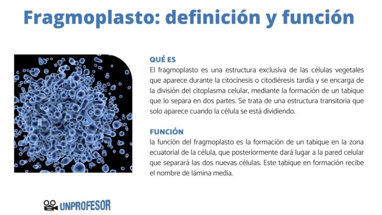 Fragmoplasto: Qué es y cómo funciona en la división celular