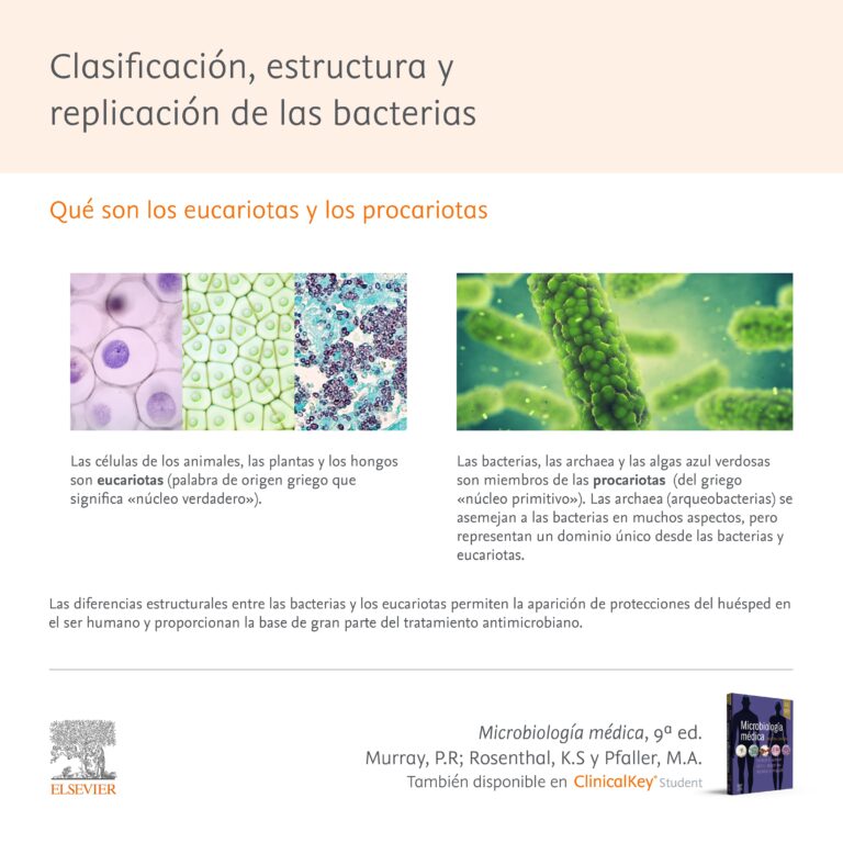 Guía completa de clasificación bacteriana: ¡Descubre los secretos de la microbiología!