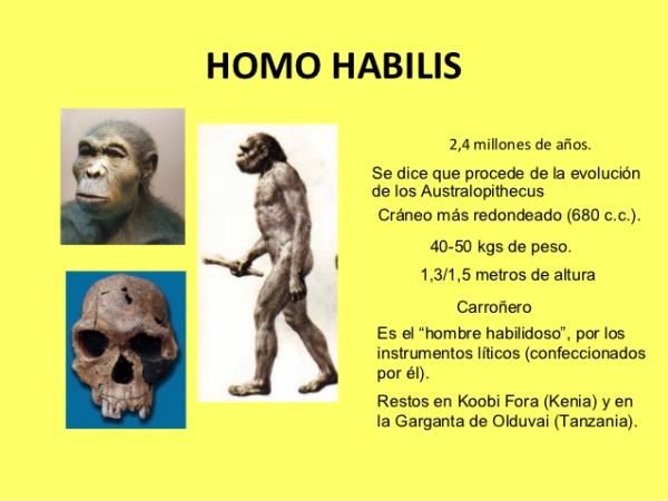 Homo Habilis: Descubre sus características físicas y culturales