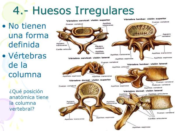 Huesos irregulares: características y ejemplos sorprendentes
