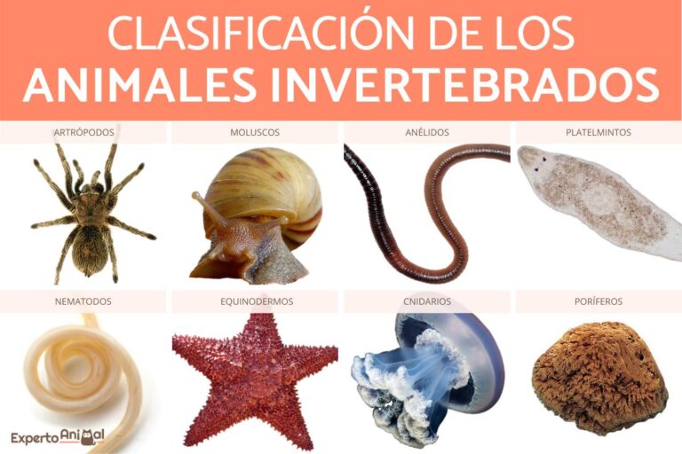 Invertebrados: Descubre las características y clasificación de los animales sin columna vertebral