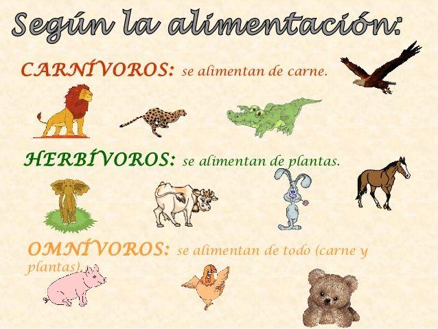 Tipos de alimentación animal: ¡Descubre cómo se clasifican!