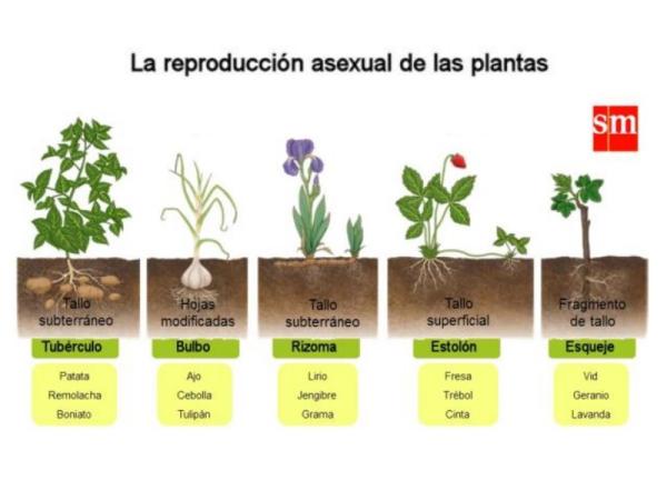 Tipos de reproducción vegetal: Todo lo que debes saber