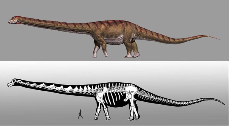 Titanosaurus: el gigante herbívoro del pasado
