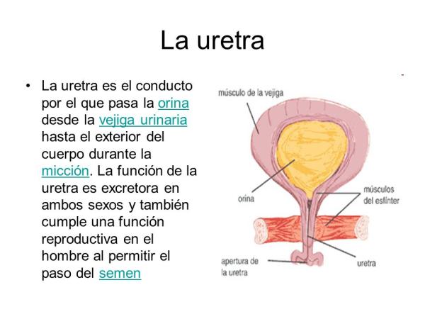 Todo lo que necesitas saber sobre la uretra: función y características